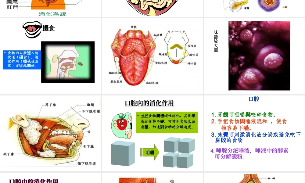 食物的消化及吸收.ppt