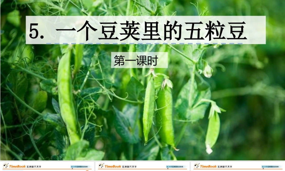 5 一个豆荚里的五粒豆.pptx