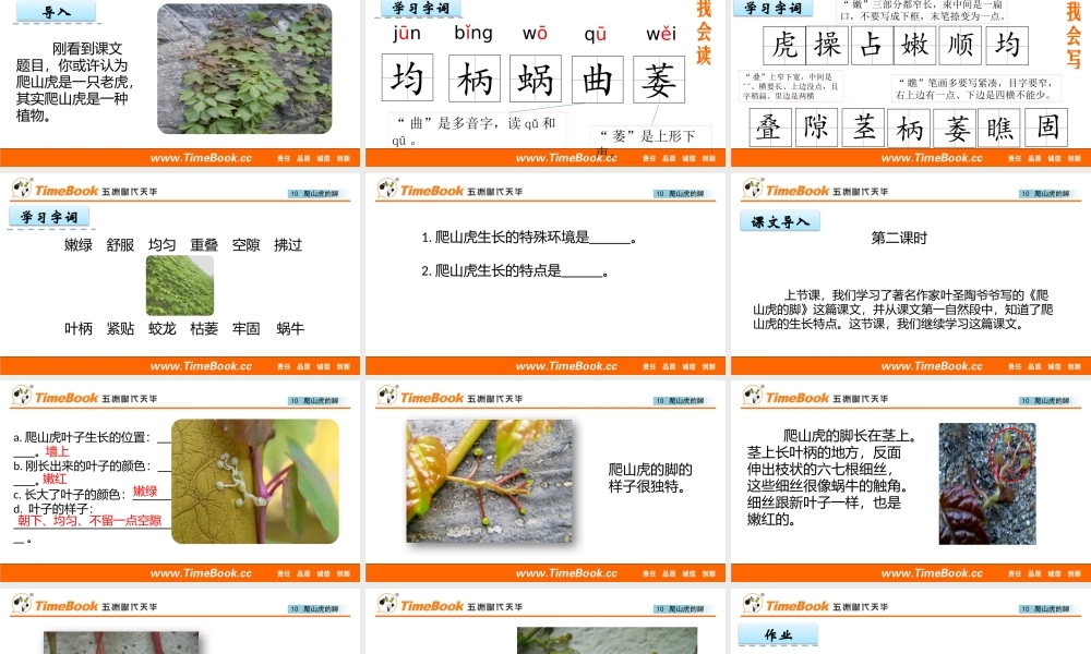 10 爬山虎的脚(2).pptx