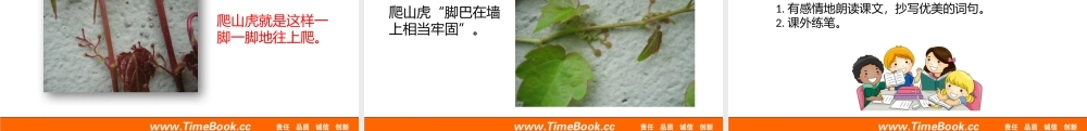 10 爬山虎的脚(2).pptx