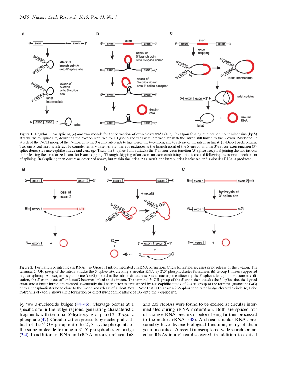 RNA circularization strategies in vivo and in vitro.pdf_第3页