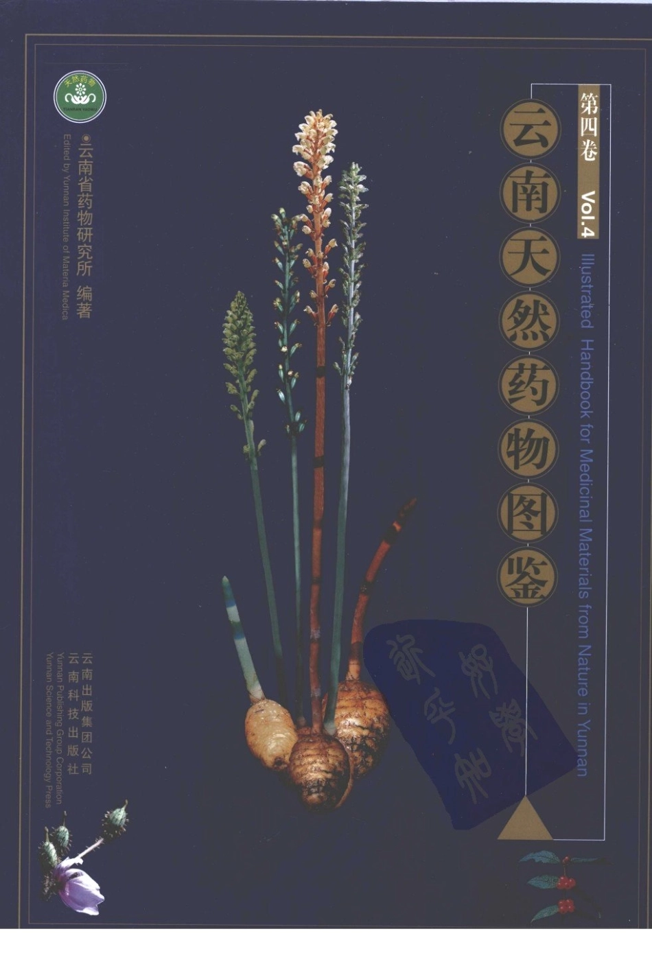 云南天然药物图鉴（第四卷）.pdf_第1页