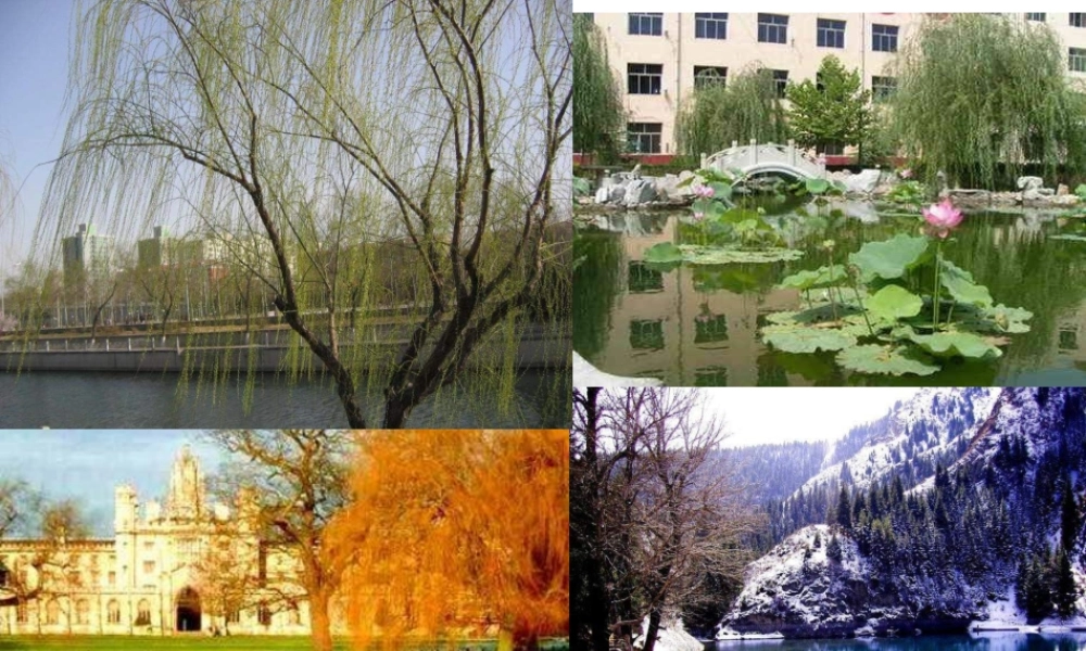 青岛小学科学四下《23 四季更替》PPT课件 (5)【加微信公众号 jiaoxuewuyou 九折优惠 qq 1119139686】.ppt