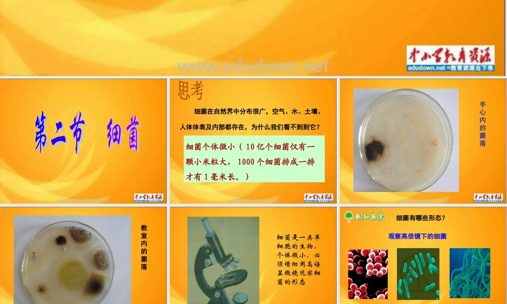 青岛小学科学五上《2 细菌》PPT课件 (4)【加微信公众号 jiaoxuewuyou 九折优惠 qq 1119139686】.ppt