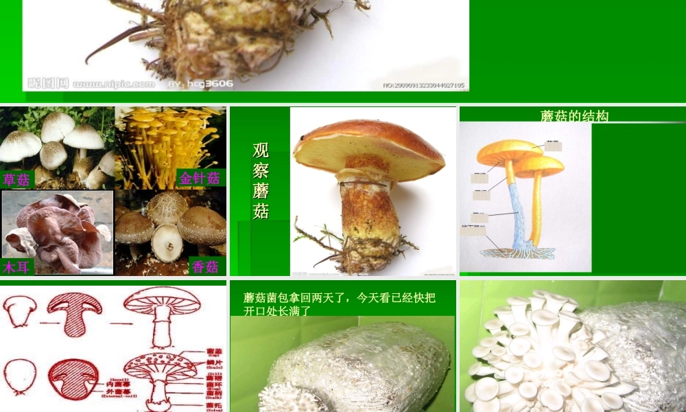 青岛小学科学五上《3 食用菌》PPT课件 (3)【加微信公众号 jiaoxuewuyou 九折优惠 qq 1119139686】.ppt