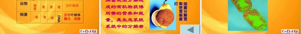青岛小学科学五上《2 细菌》PPT课件 (3)【加微信公众号 jiaoxuewuyou 九折优惠 qq 1119139686】.ppt