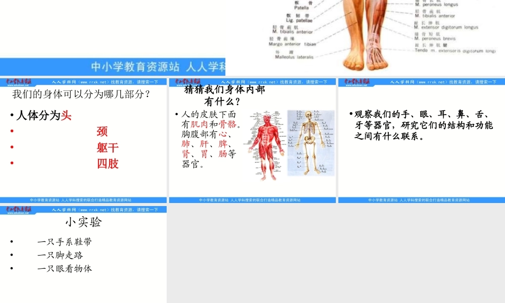 青岛小学科学五上《4 我们的身体》PPT课件 (1)【加微信公众号 jiaoxuewuyou 九折优惠 qq 1119139686】.ppt