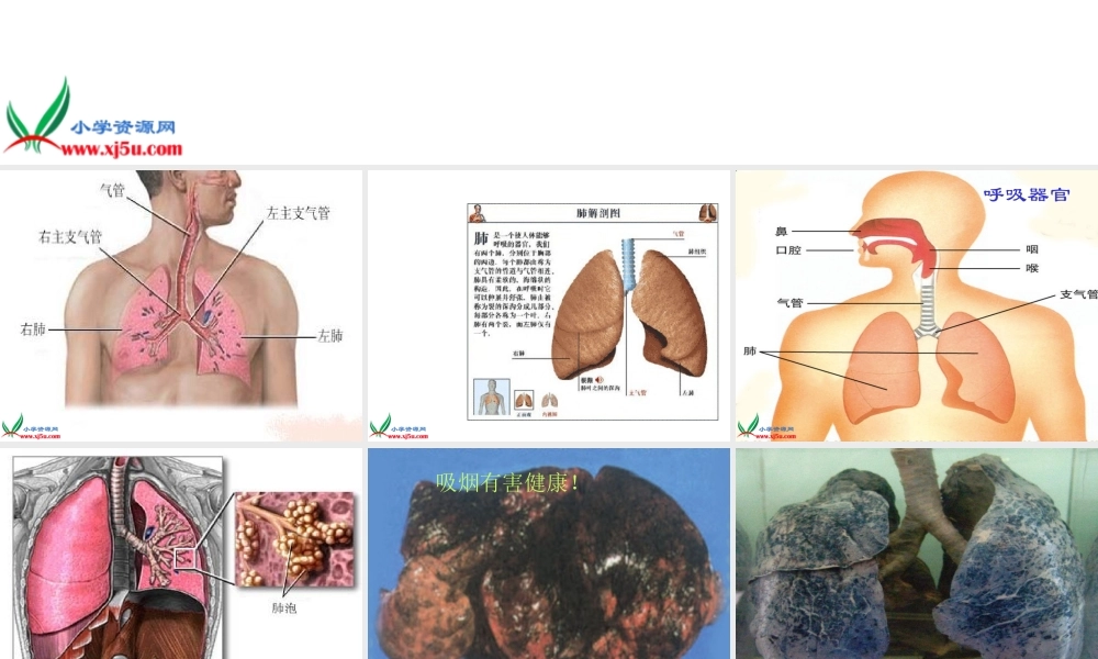 青岛小学科学五上《7 我们的呼吸》PPT课 件 (1)【加微信公众号 jiaoxuewuyou 九折优惠 qq 1119139686】.ppt