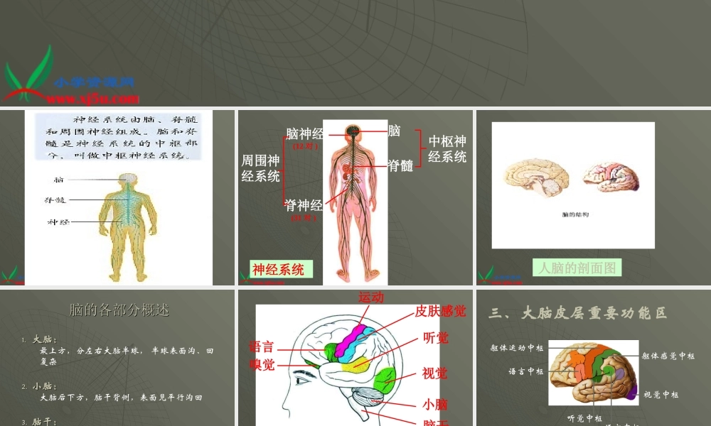 青岛小学科学五上《9 脑与神经》PPT课 件 (2)【加微信公众号 jiaoxuewuyou 九折优惠 qq 1119139686】.ppt
