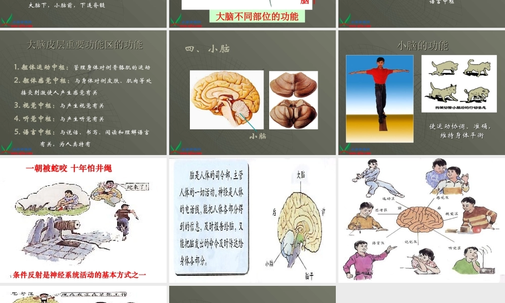 青岛小学科学五上《9 脑与神经》PPT课 件 (2)【加微信公众号 jiaoxuewuyou 九折优惠 qq 1119139686】.ppt