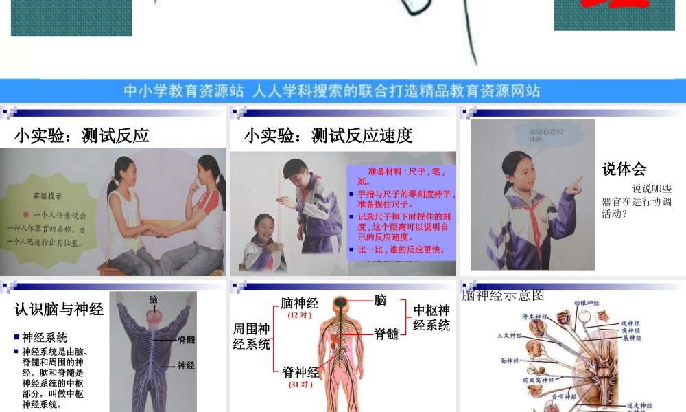青岛小学科学五上《9 脑与神经》PPT课件 (1)【加微信公众号 jiaoxuewuyou 九折优惠 qq 1119139686】.ppt
