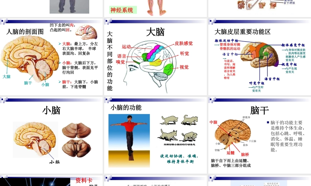 青岛小学科学五上《9 脑与神经》PPT课件 (1)【加微信公众号 jiaoxuewuyou 九折优惠 qq 1119139686】.ppt