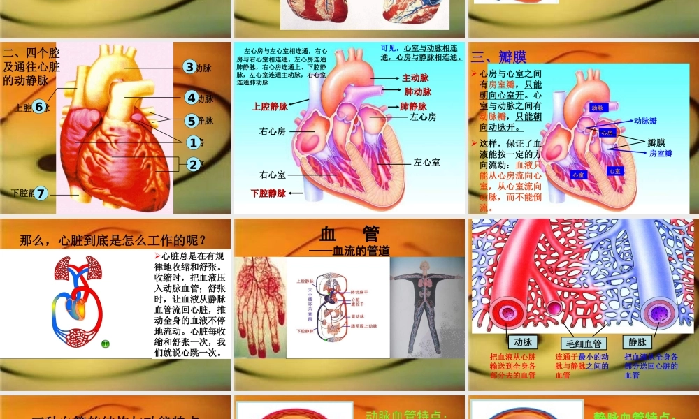 青岛小学科学五上《8 心脏和血管》PPT课件 (3)【加微信公众号 jiaoxuewuyou 九折优惠 qq 1119139686】.ppt