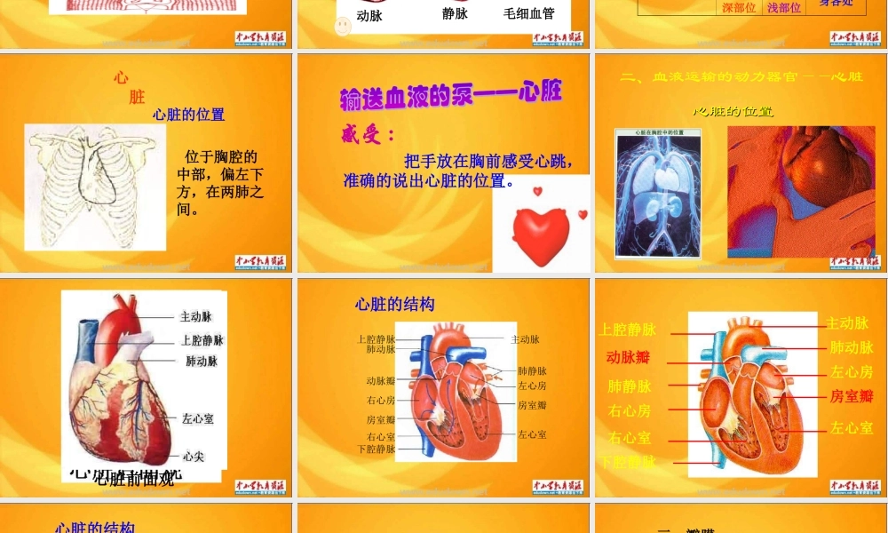 青岛小学科学五上《8 心脏和血管》PPT课件 (1)【加微信公众号 jiaoxuewuyou 九折优惠 qq 1119139686】.ppt