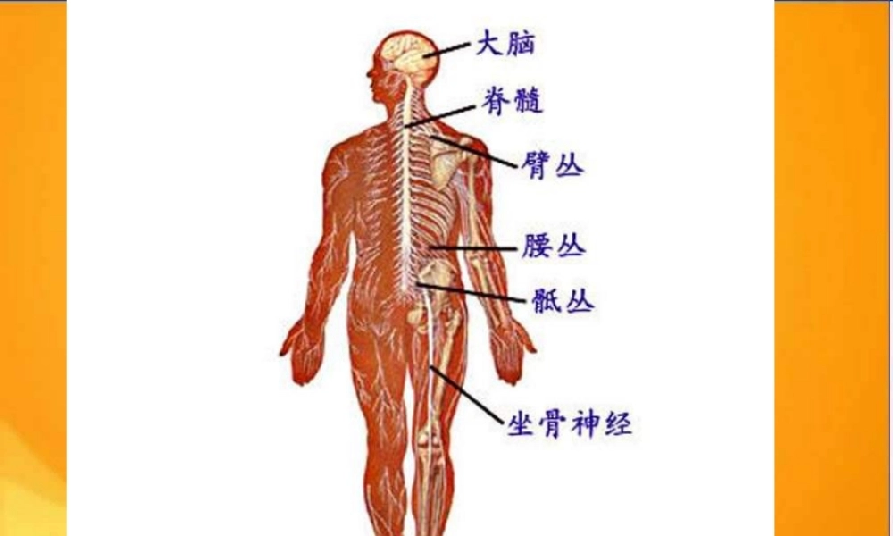 青岛小学科学五上《9 脑与神经》PPT课件 (2)【加微信公众号 jiaoxuewuyou 九折优惠 qq 1119139686】.ppt