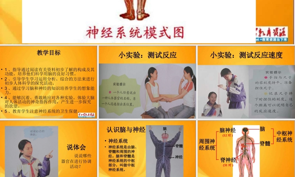 青岛小学科学五上《9 脑与神经》PPT课件 (2)【加微信公众号 jiaoxuewuyou 九折优惠 qq 1119139686】.ppt