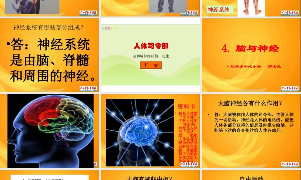 青岛小学科学五上《9 脑与神经》PPT课件 (2)【加微信公众号 jiaoxuewuyou 九折优惠 qq 1119139686】.ppt