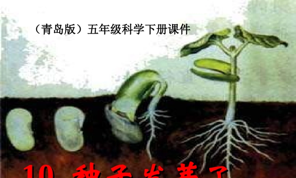 青岛小学科学五下《10.种子发芽了》PPT课件 (1)【加微信公众号 jiaoxuewuyou 九折优惠 qq 1119139686】.ppt