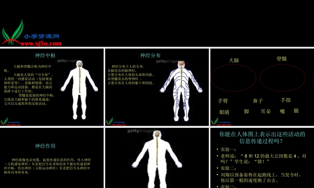 青岛小学科学五下《4.脑与神经》PPT课件 (4)【加微信公众号 jiaoxuewuyou 九折优惠 qq 1119139686】.ppt