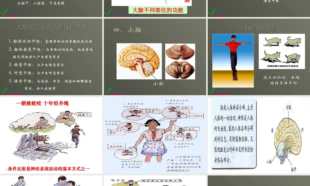 青岛小学科学五下《4.脑与神经》PPT课件 (1)【加微信公众号 jiaoxuewuyou 九折优惠 qq 1119139686】.ppt