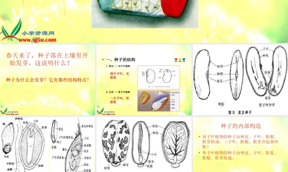 青岛小学科学五下《10.种子发芽了》PPT课件 (2)【加微信公众号 jiaoxuewuyou 九折优惠 qq 1119139686】.ppt