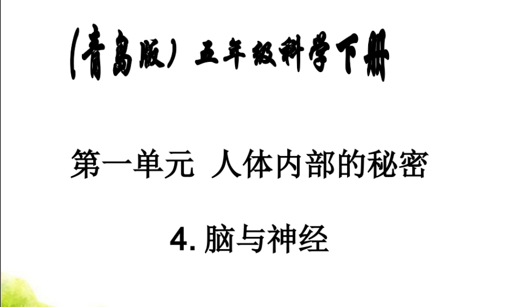 青岛小学科学五下《4.脑与神经》PPT课件 (2)【加微信公众号 jiaoxuewuyou 九折优惠 qq 1119139686】.ppt