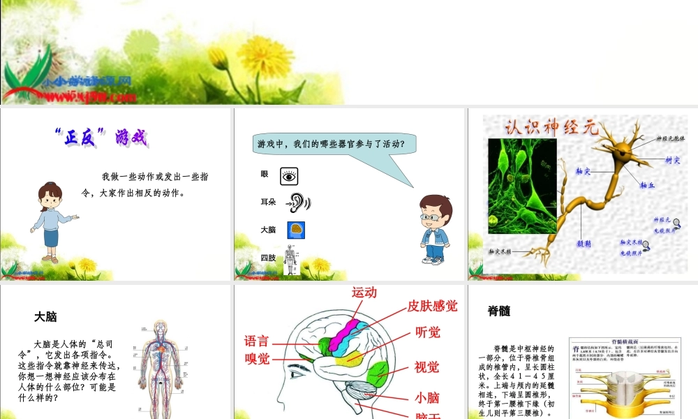 青岛小学科学五下《4.脑与神经》PPT课件 (2)【加微信公众号 jiaoxuewuyou 九折优惠 qq 1119139686】.ppt