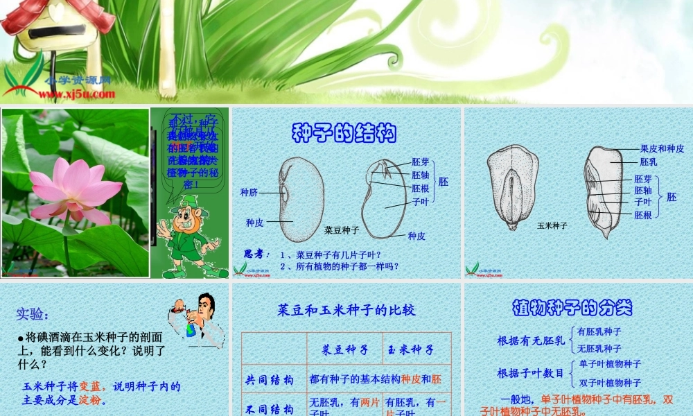 青岛小学科学五下《10.种子发芽了》PPT课件 (4)【加微信公众号 jiaoxuewuyou 九折优惠 qq 1119139686】.ppt