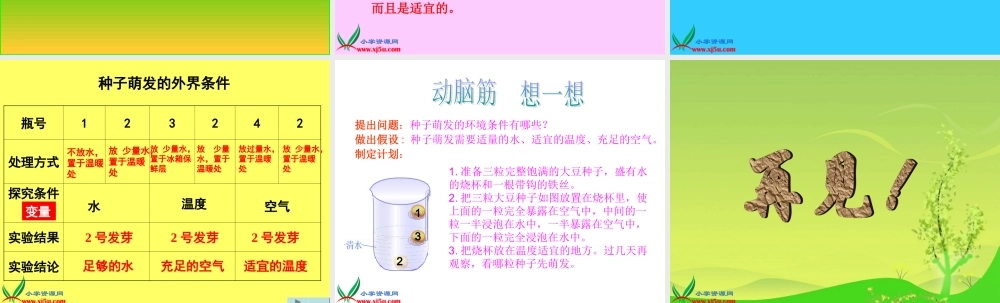 青岛小学科学五下《10.种子发芽了》PPT课件 (7)【加微信公众号 jiaoxuewuyou 九折优惠 qq 1119139686】.ppt