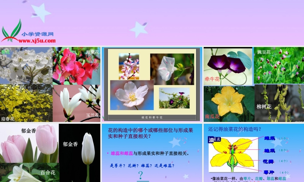 青岛小学科学五下《12.植物的花》PPT课件 (4)【加微信公众号 jiaoxuewuyou 九折优惠 qq 1119139686】.ppt