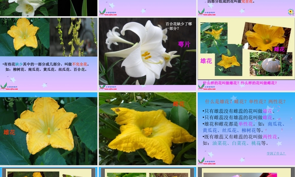 青岛小学科学五下《12.植物的花》PPT课件 (4)【加微信公众号 jiaoxuewuyou 九折优惠 qq 1119139686】.ppt