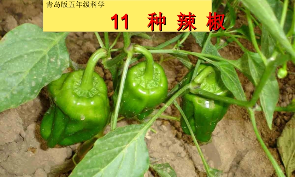 青岛小学科学五下《11.种辣椒》PPT课件【加微信公众号 jiaoxuewuyou 九折优惠 qq 1119139686】.ppt