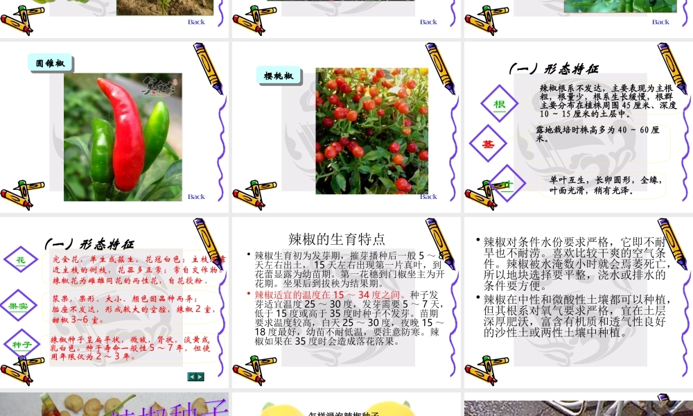 青岛小学科学五下《11.种辣椒》PPT课件【加微信公众号 jiaoxuewuyou 九折优惠 qq 1119139686】.ppt