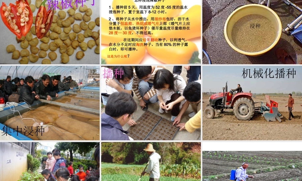 青岛小学科学五下《11.种辣椒》PPT课件【加微信公众号 jiaoxuewuyou 九折优惠 qq 1119139686】.ppt