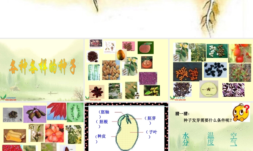 青岛小学科学五下《10.种子发芽了》PPT课件 (6)【加微信公众号 jiaoxuewuyou 九折优惠 qq 1119139686】.ppt