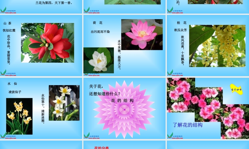 青岛小学科学五下《12.植物的花》PPT课件 (2)【加微信公众号 jiaoxuewuyou 九折优惠 qq 1119139686】.ppt
