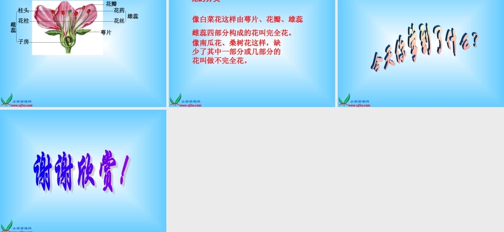 青岛小学科学五下《12.植物的花》PPT课件 (2)【加微信公众号 jiaoxuewuyou 九折优惠 qq 1119139686】.ppt