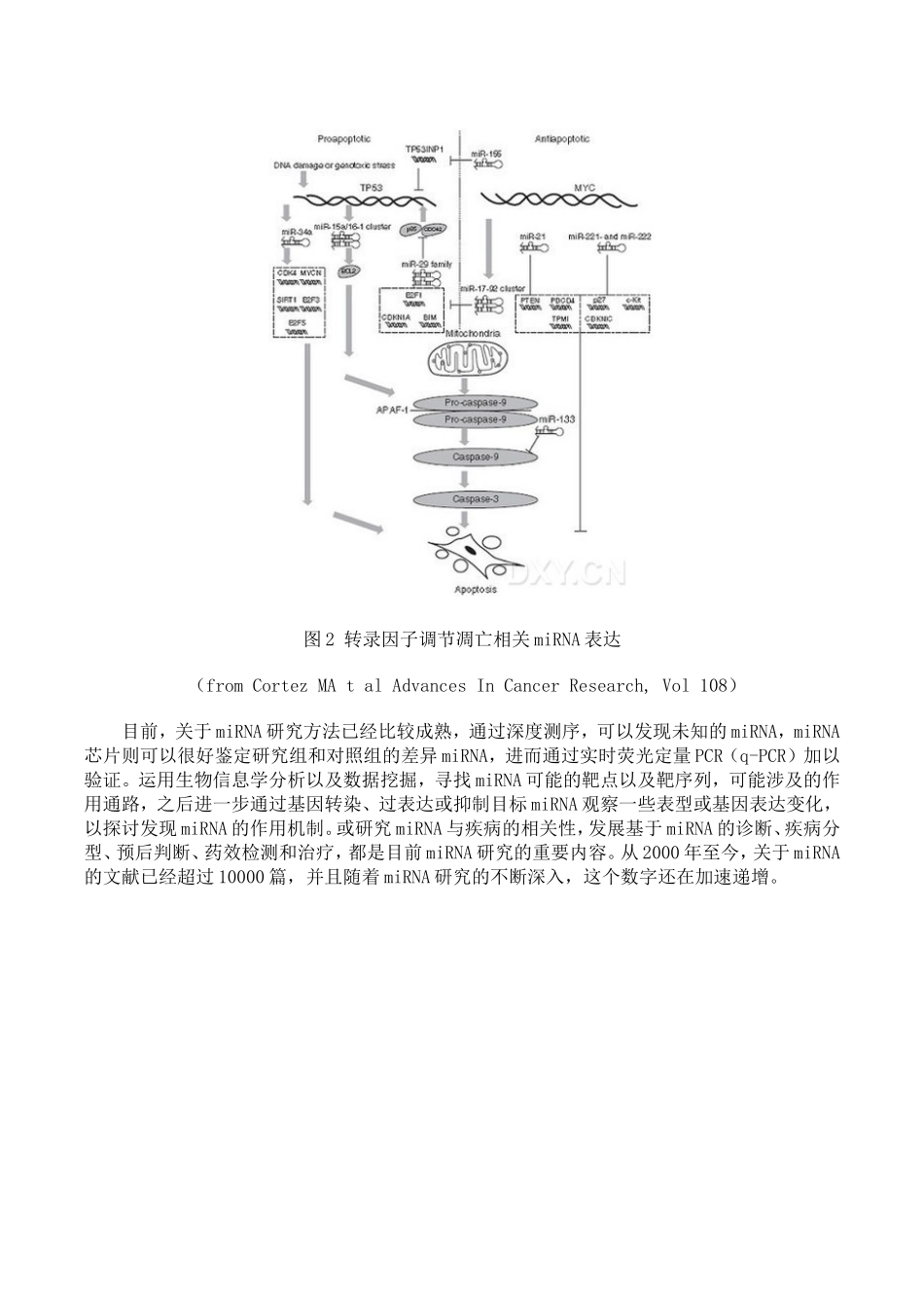 miRNA简介.doc_第3页