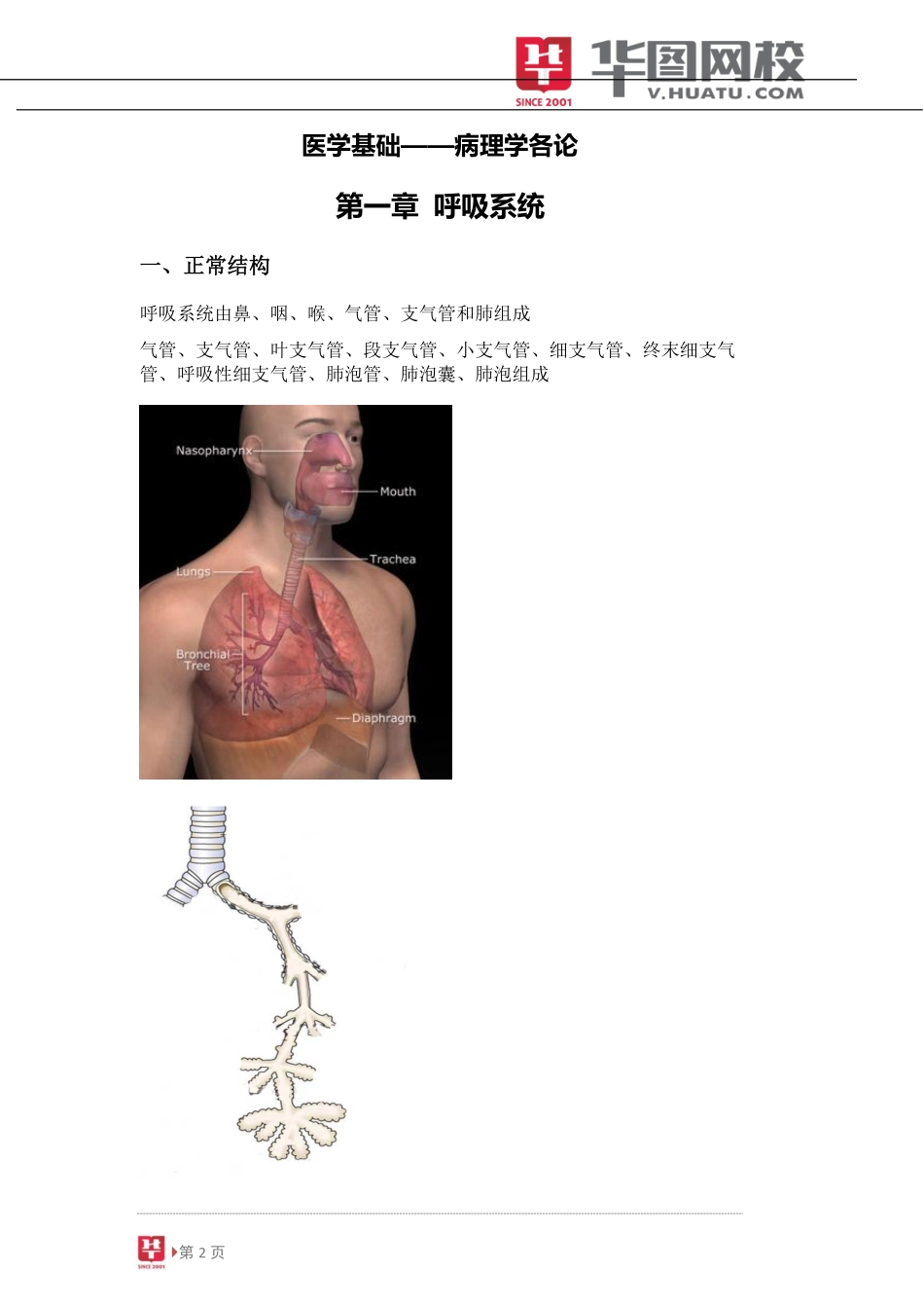 病理学各论.pdf_第3页