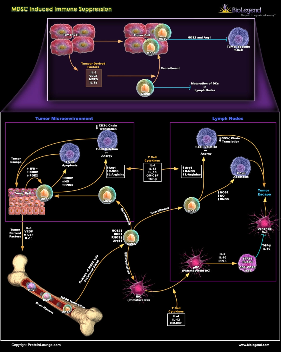 细胞信号通路大全_Signal_Transduction_ [公众微信号：bioworlde].pdf_第1页