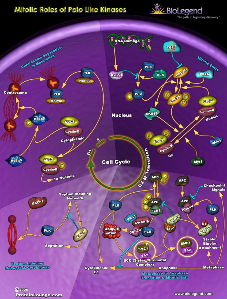细胞信号通路大全_Signal_Transduction_ [公众微信号：bioworlde].pdf_第2页
