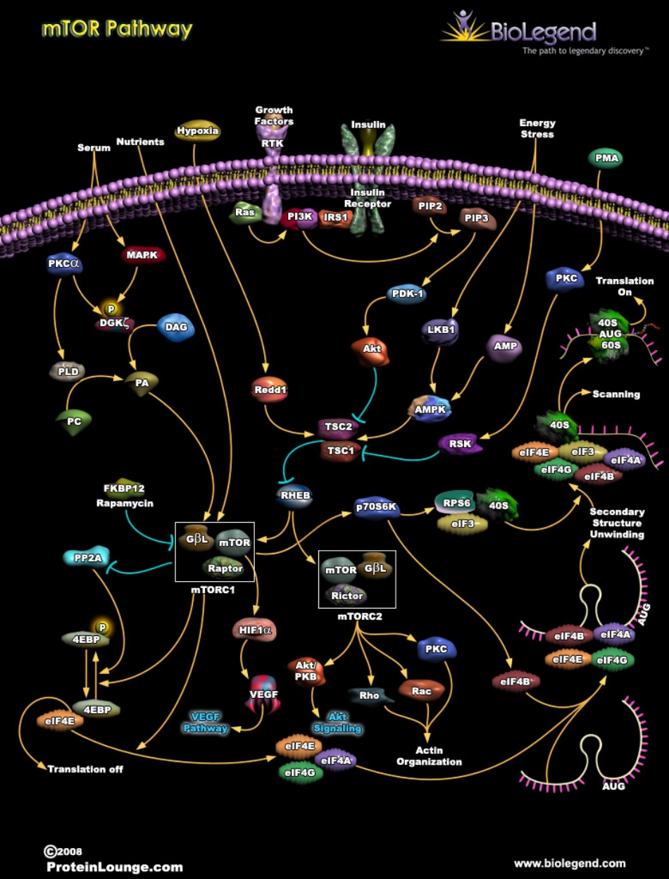 细胞信号通路大全_Signal_Transduction_ [公众微信号：bioworlde].pdf_第3页