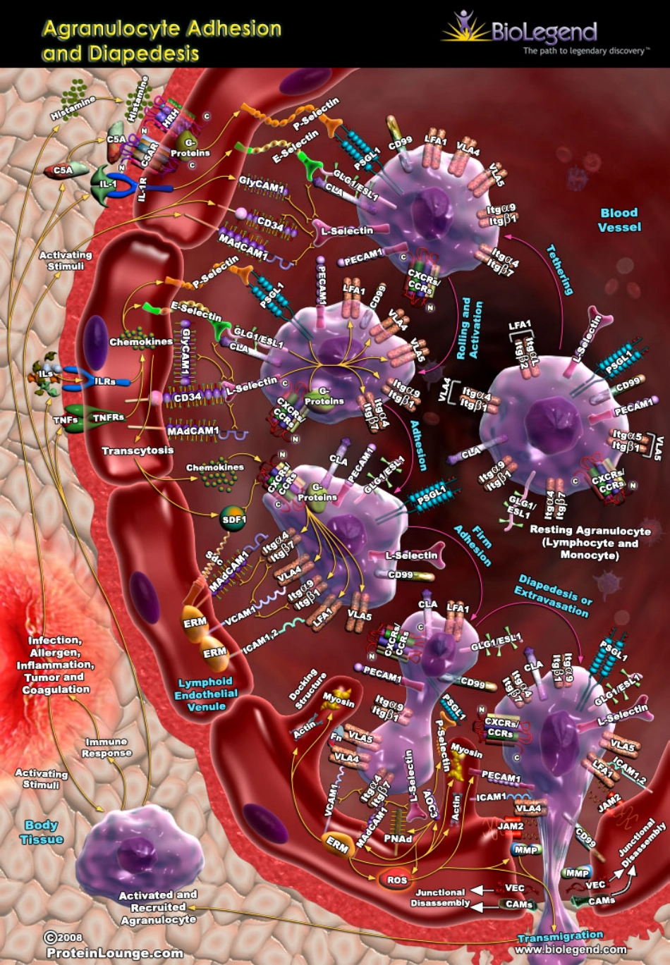 细胞信号通路大全_Signal_Transduction_(上).pdf_第2页