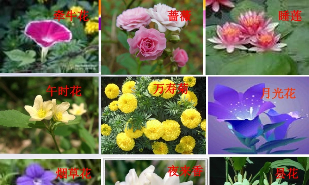 三年级上册第四单元 观察日记 1（猪猪喜羊羊）.ppt