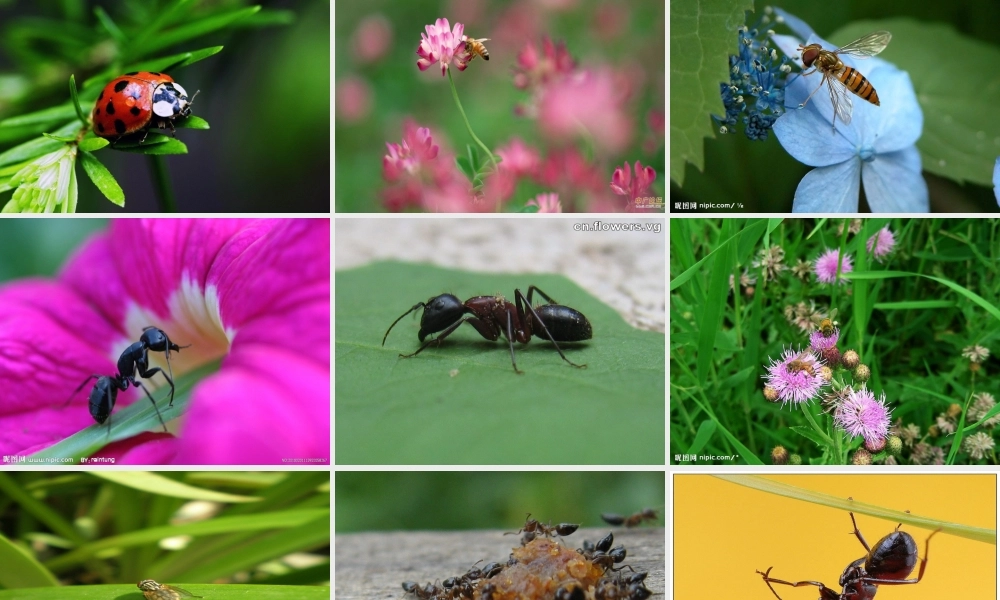 三年级上册第四单元 观察日记 1（猪猪喜羊羊）.ppt