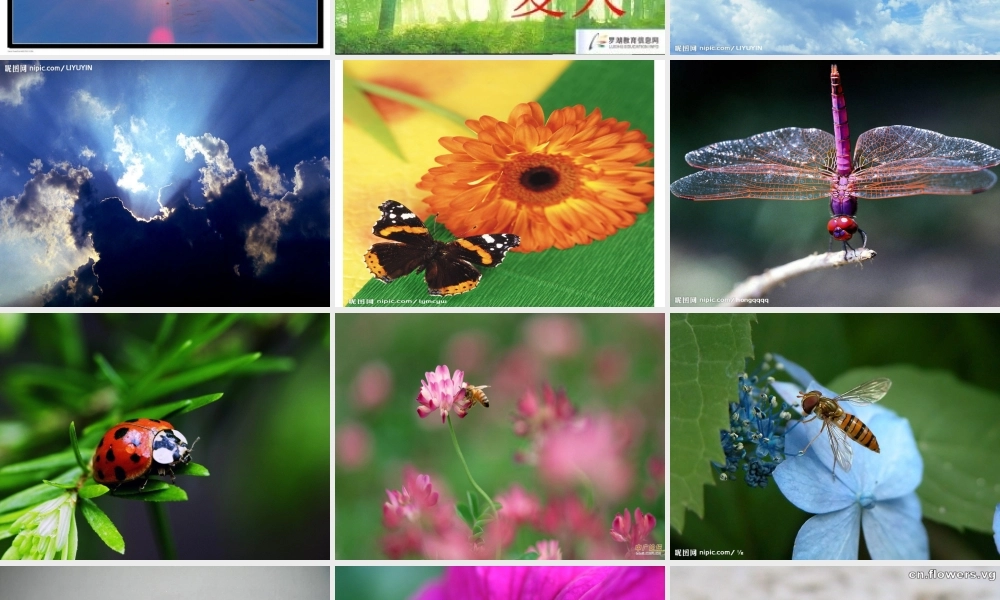 三年级上册第四单元 观察日记 2（猪猪喜羊羊）.ppt