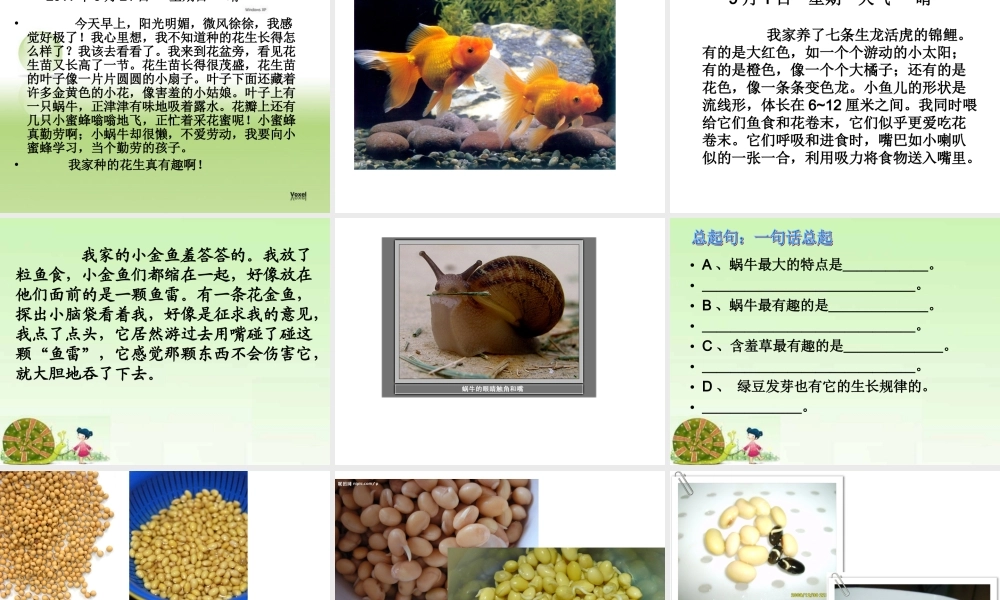 三年级上册第四单元 观察日记 3（猪猪喜羊羊）.ppt