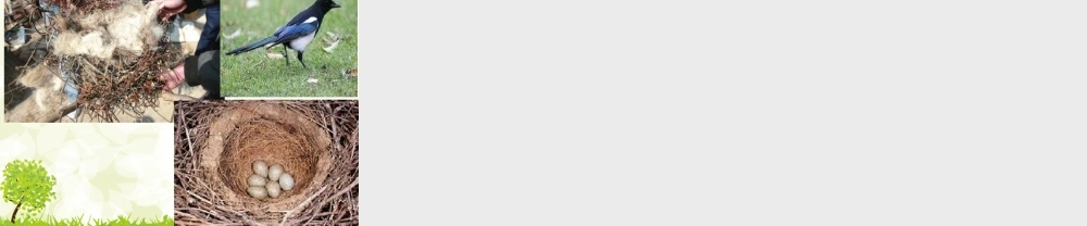 三年级作文--如何写段（猪猪喜羊羊）.ppt