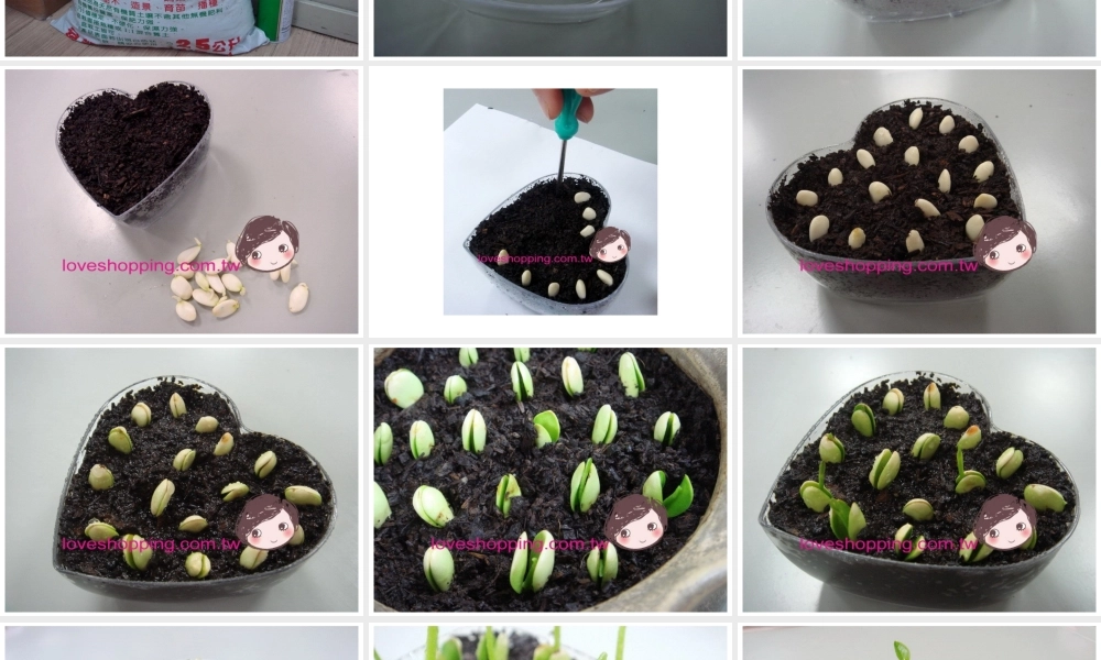 四年级上册语文园地二作文(完美版)（猪猪喜羊羊）.ppt