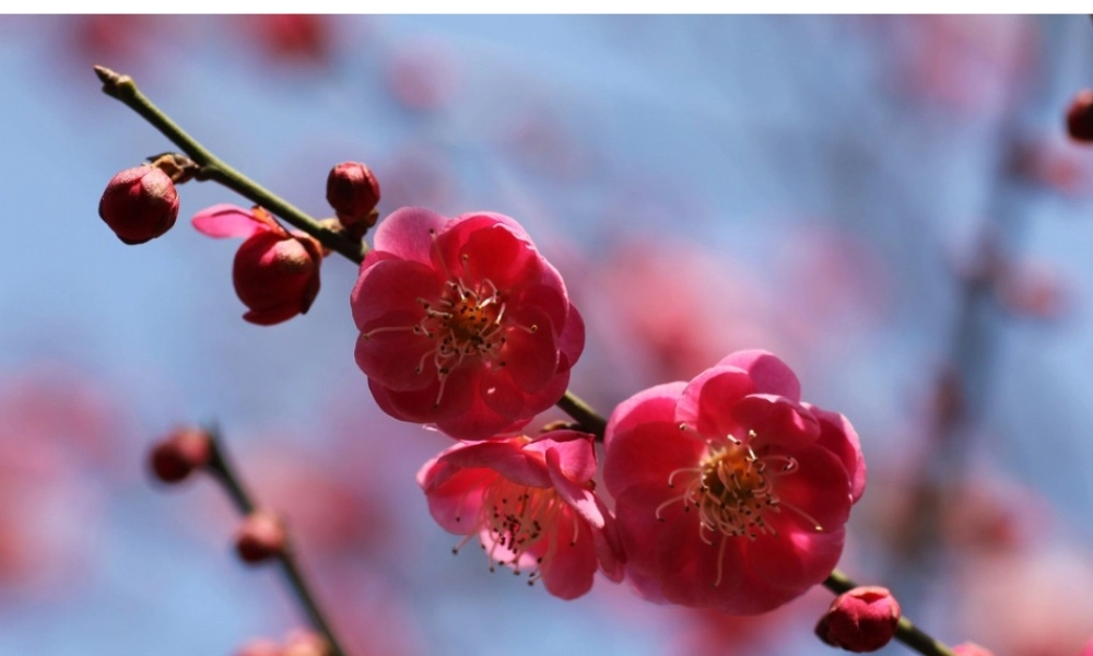 四年级上册作文语文园地二 (1)（猪猪喜羊羊）.ppt